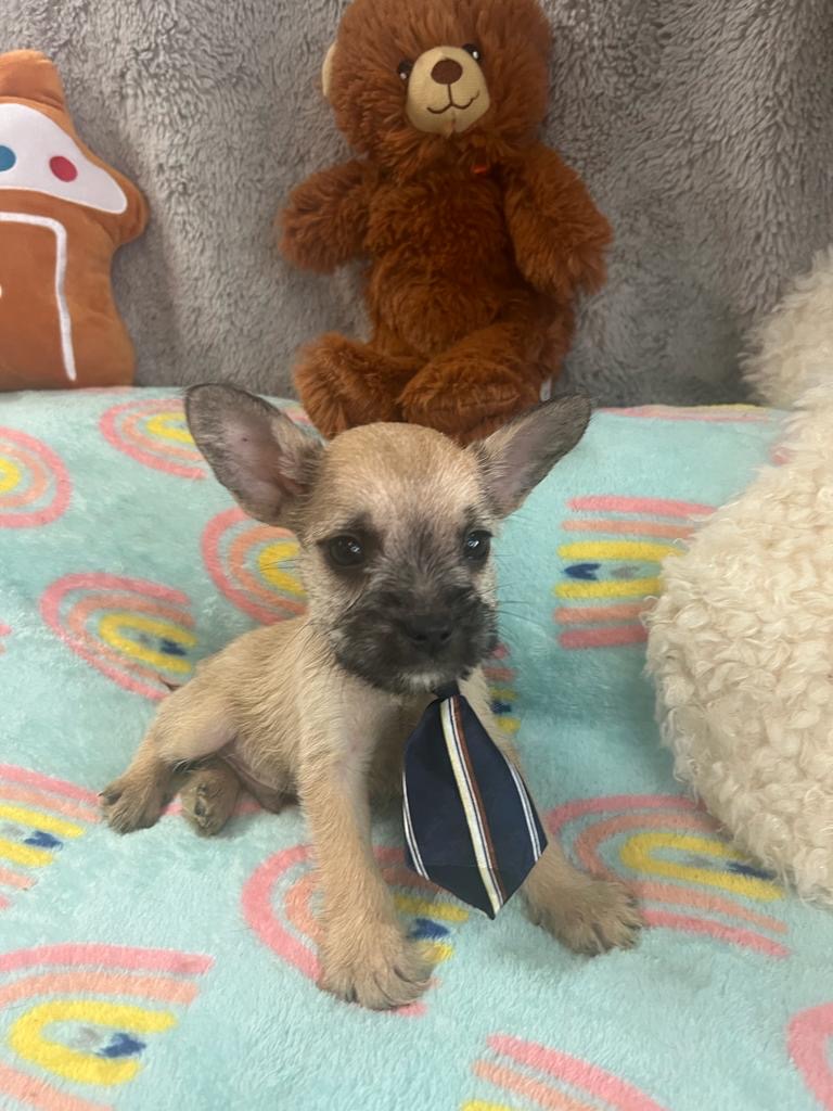 Dog for Adoption PISTACHIO, a French Bulldog in Boynton Beach, FL