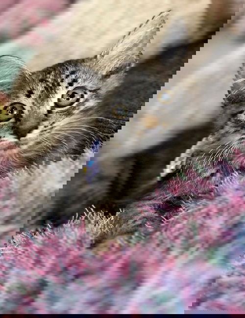 FLY