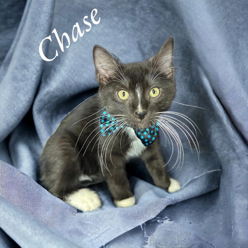 CHASE