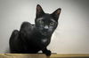 adoptable Cat in Pompano Beach, FL named GIOVANNI