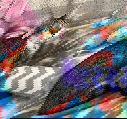 GENESIS