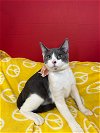 adoptable Cat in pompano , FL named ASHER