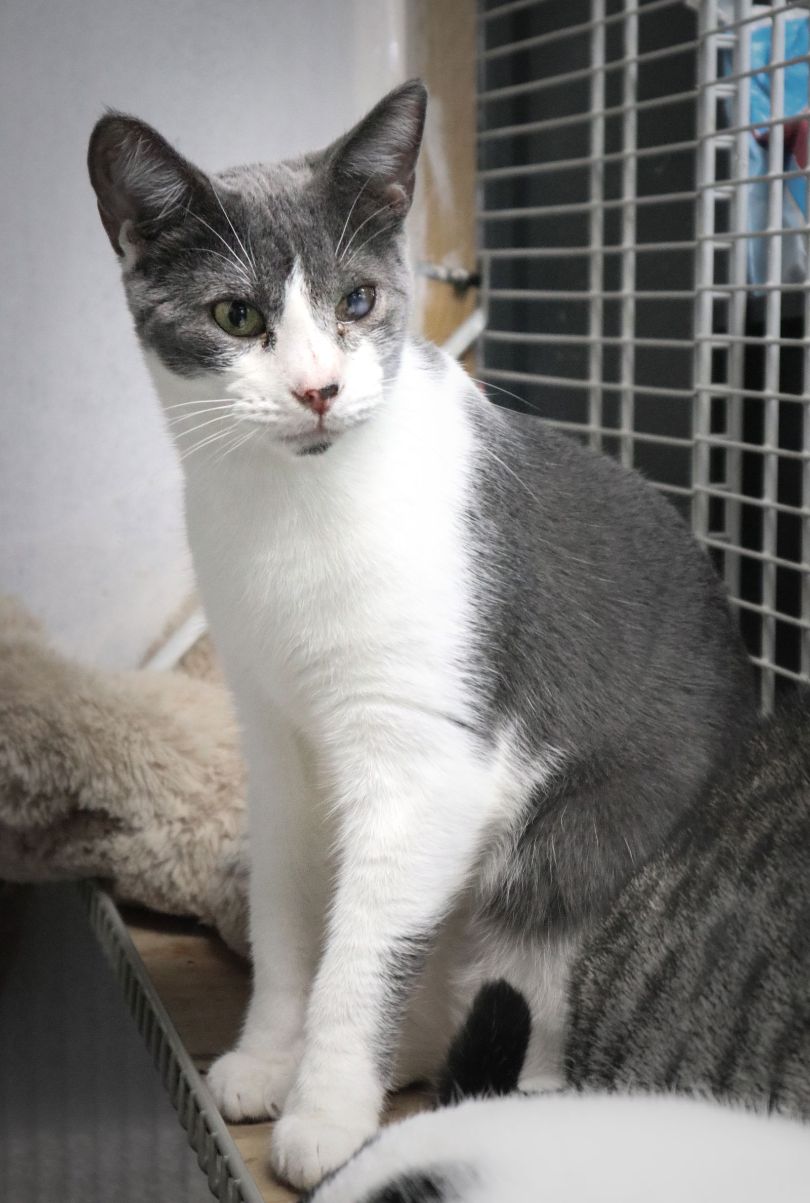 adoptable Cat in Pompano Beach, FL named ASHER