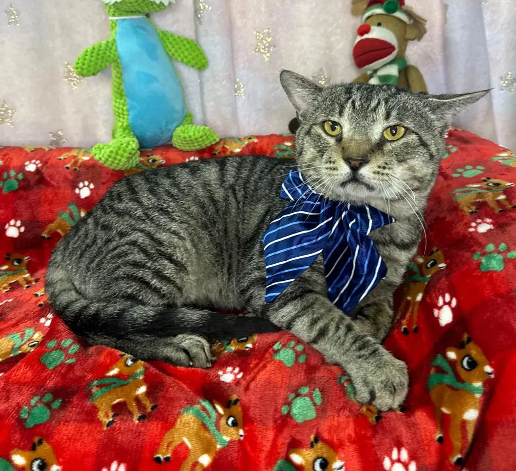 Jobb - Tabby