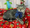 adoptable Cat in Pompano Beach, FL named Jobb