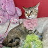 adoptable Cat in Pompano Beach, FL named Mia Sweet