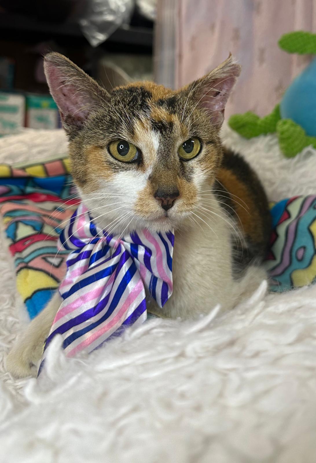 adoptable Cat in Pompano Beach, FL named Chardonnay