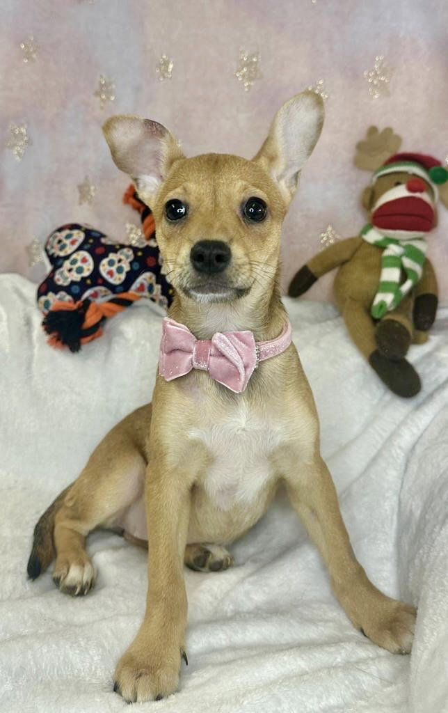 Dog for Adoption APRICOT, a Chihuahua in Delray Beach, FL Alpha Paw