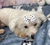 LUNA Poo