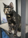 adoptable Cat in Pompano Beach, FL named LEILANE