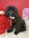 Teddy