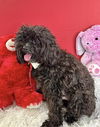 Teddy