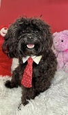 Teddy