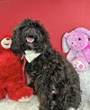 Teddy