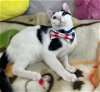 adoptable Cat in pompano , FL named BENEDITA