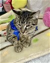 adoptable Cat in pompano , FL named BALTAZAR