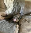 adoptable Dog in , FL named Brandon