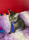 adoptable Cat in pompano , FL named BARTHOLOMEW