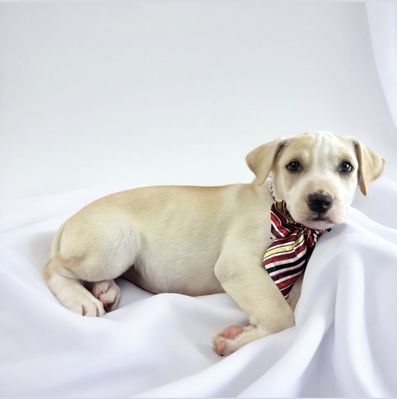 Dog for Adoption COCONUT, a Labrador Retriever in Kings Point, FL