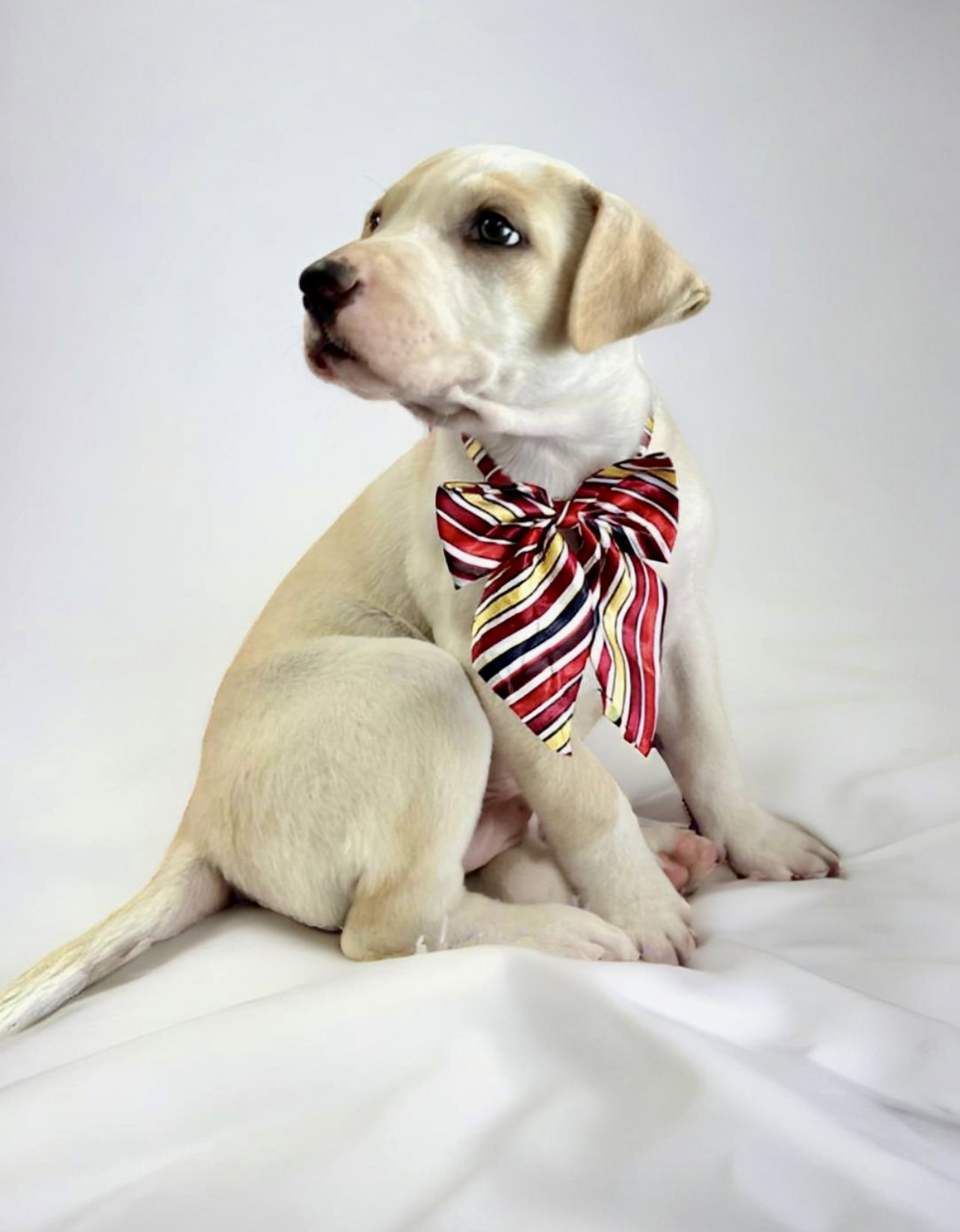 Dog for Adoption COCONUT, a Labrador Retriever in Aberdeen, FL