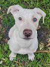 adoptable Dog in  named STRAWBERRY