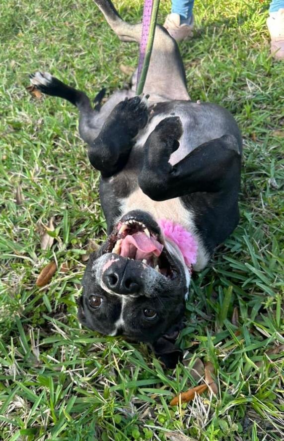 adoptable Dog in Pompano Beach, FL named BRIDGET