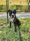 adoptable Dog in , FL named BRIDGET