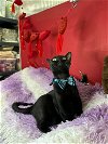 adoptable Cat in pompano , FL named ARTHURO