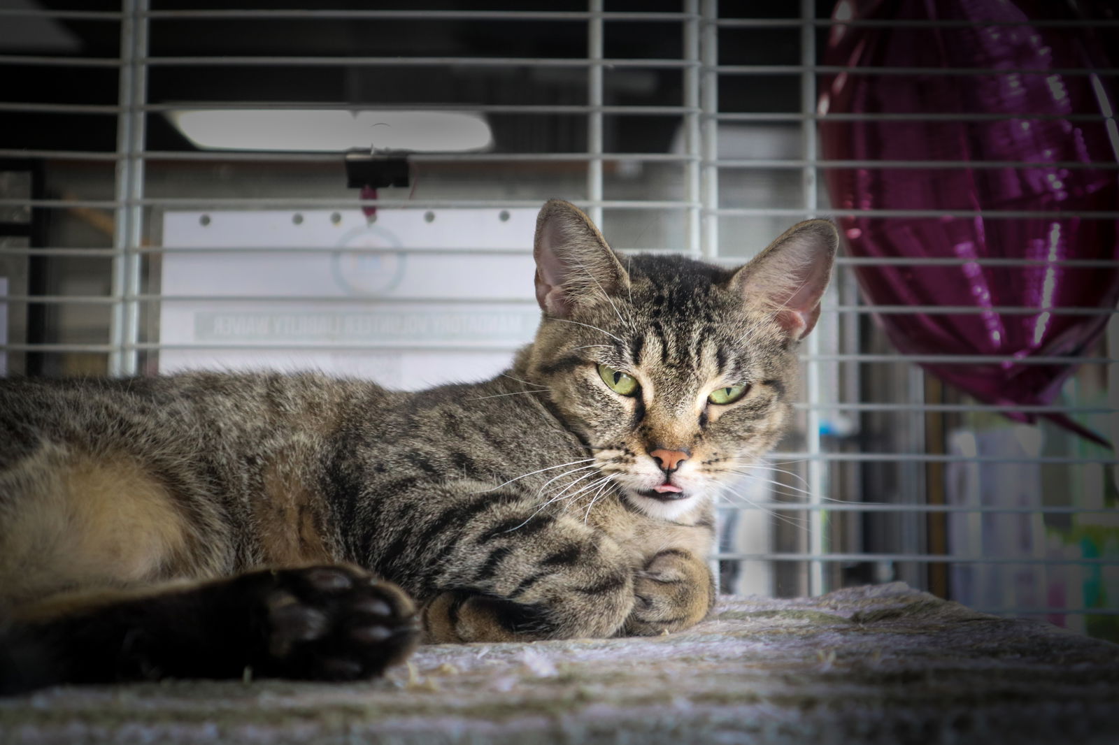 adoptable Cat in Pompano Beach, FL named JUREMA