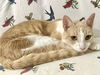 adoptable Cat in Pompano Beach, FL named BRUNO