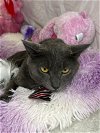 adoptable Cat in pompano , FL named ASTRO