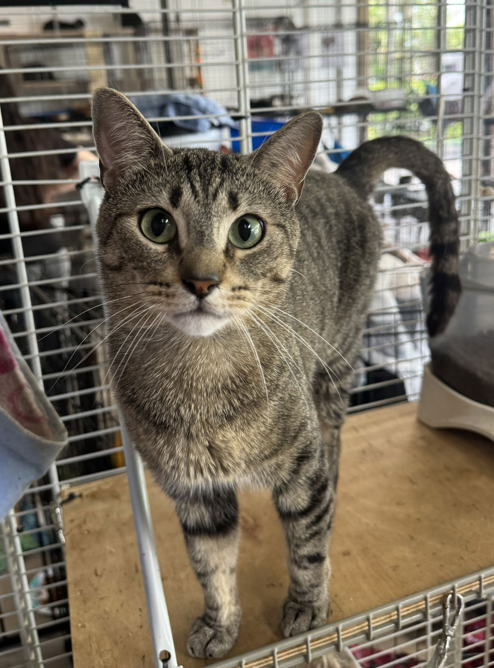 adoptable Cat in Pompano Beach, FL named TOBIAS