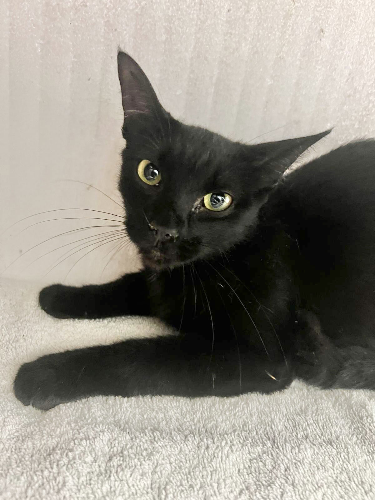 adoptable Cat in Pompano Beach, FL named LUCY