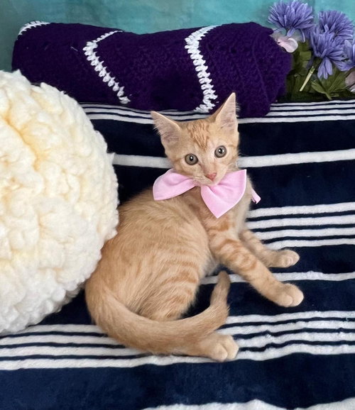 BIJUUX, Baby Domestic Short Hair (short coat), cat for adoption in Miami Beach, Florida