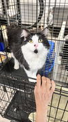 OREO