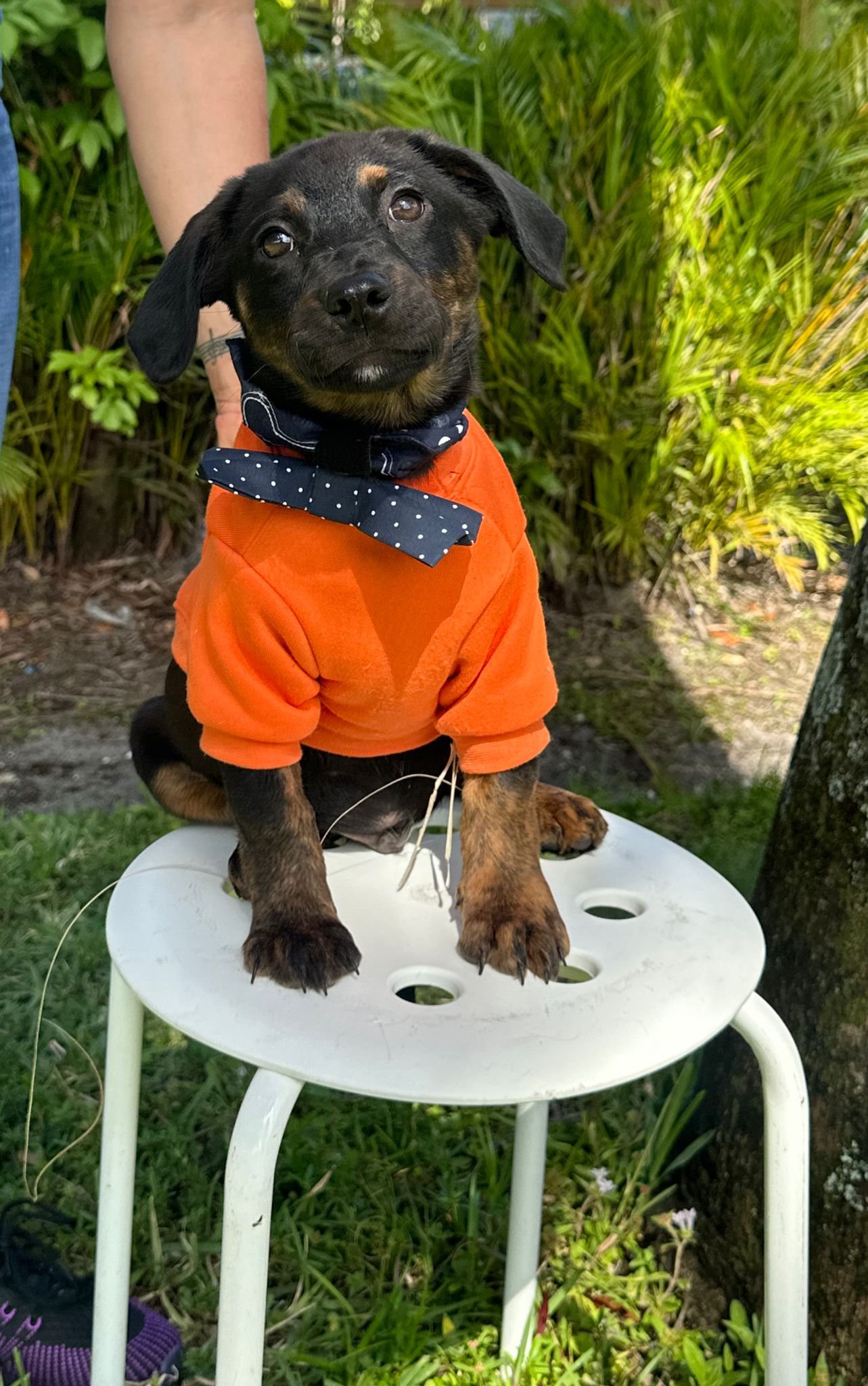 adoptable Dog in Pompano Beach, FL named BUZZ