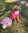 adoptable Dog in , FL named BOO