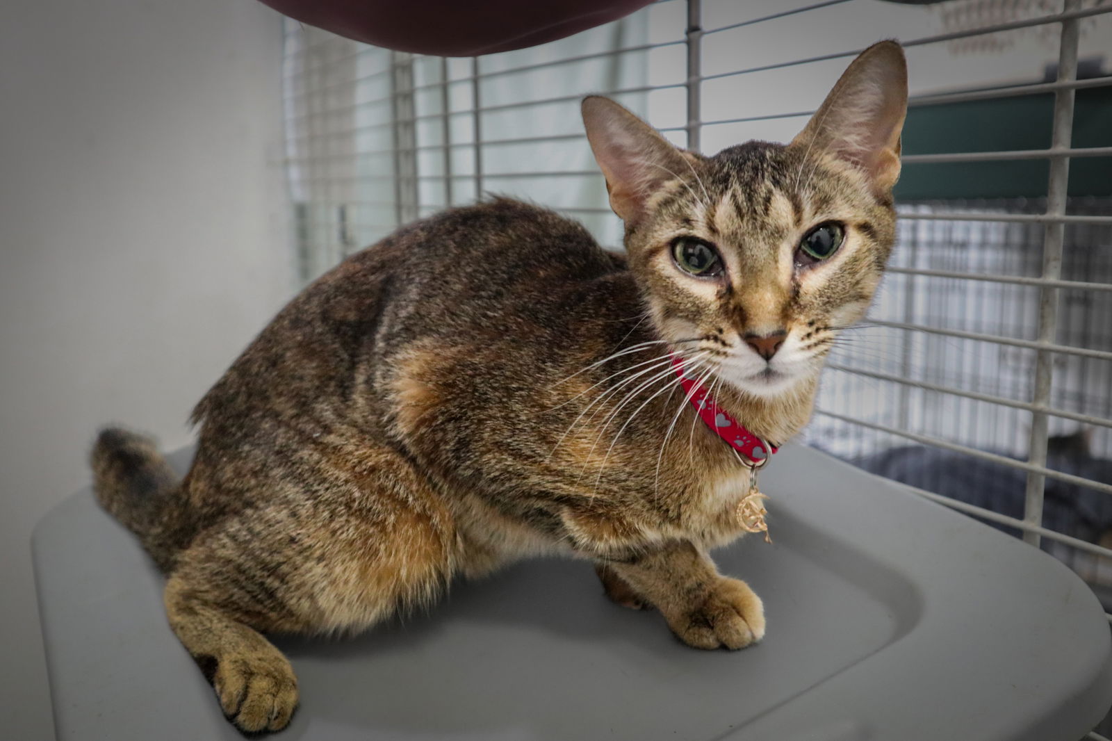 adoptable Cat in Pompano Beach, FL named ESTHELAR