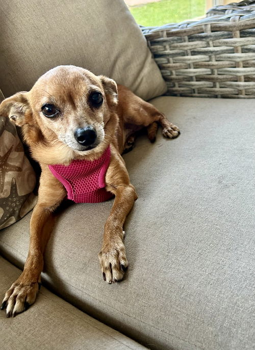 Tito