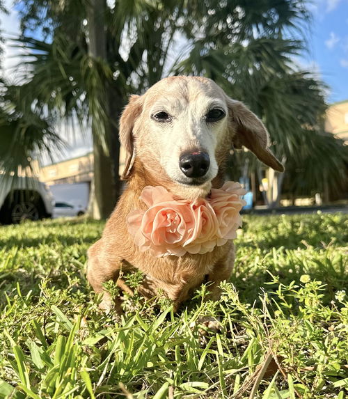 Wilma aka Sausage