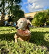 Wilma aka Sausage