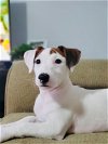 adoptable Dog in  named TAMPINHA