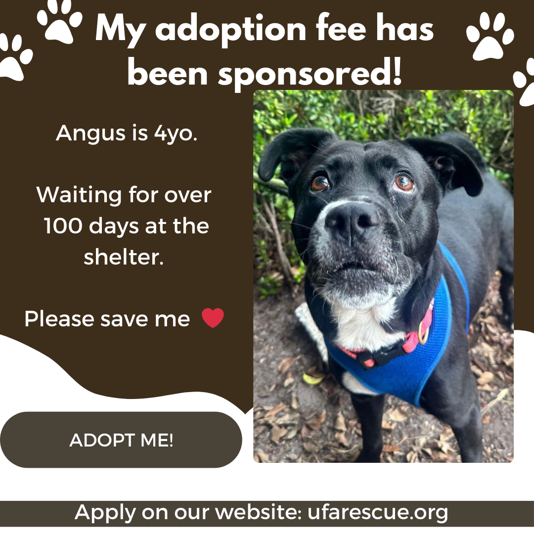 adoptable Dog in Pompano Beach, FL named ANGUS