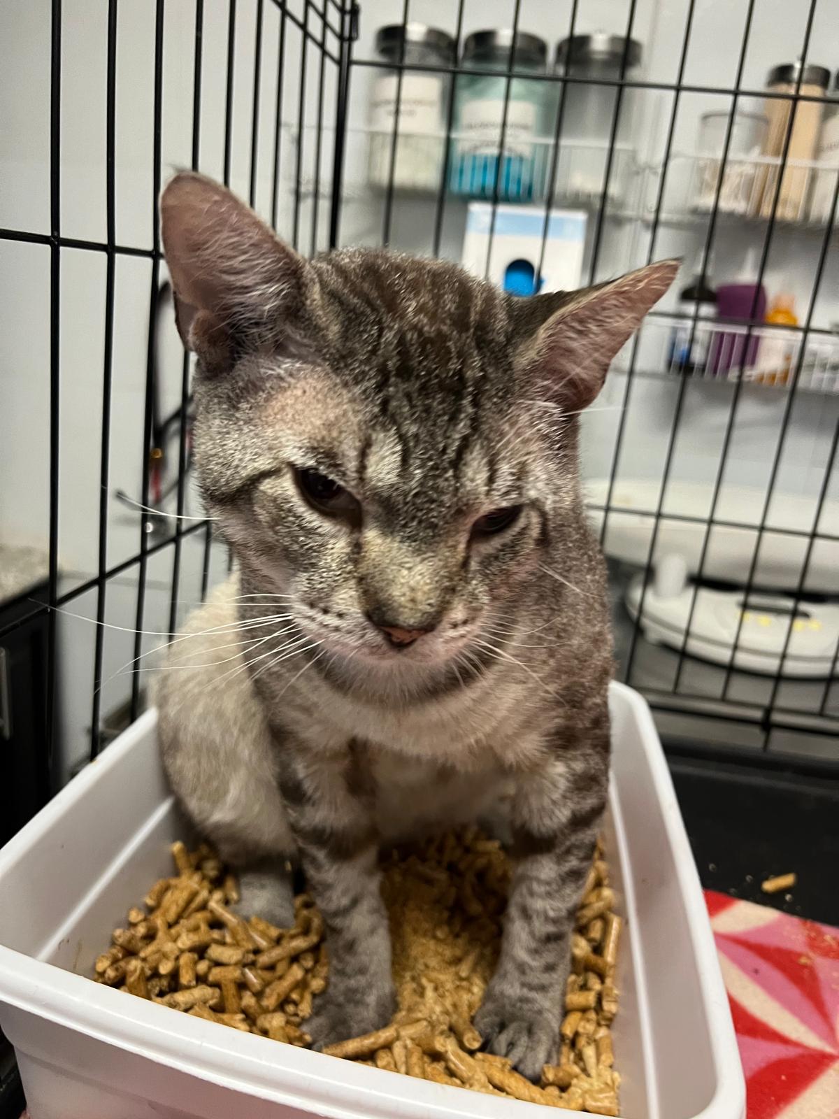 adoptable Cat in Pompano Beach, FL named JORGE