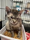 adoptable Cat in Pompano Beach, FL named JORGE