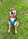 adoptable Dog in Pompano Beach, FL named BAXTER