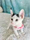 adoptable Cat in Pompano Beach, FL named MICHELLE