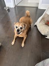 Darla