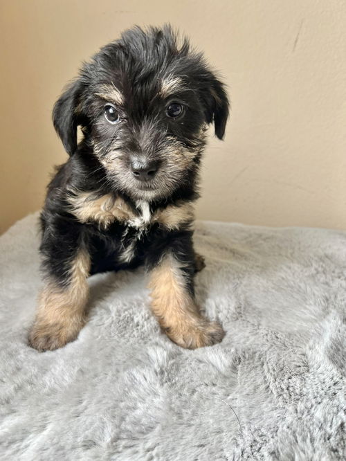 OREO
