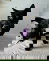 MATEO